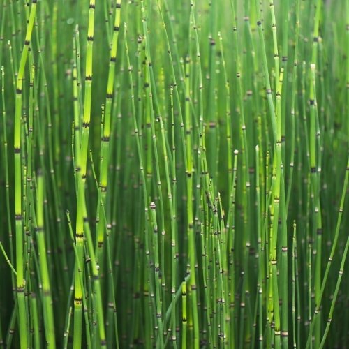 Horsetail Reed