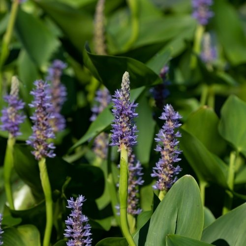 Pickerel Weed - Image 2
