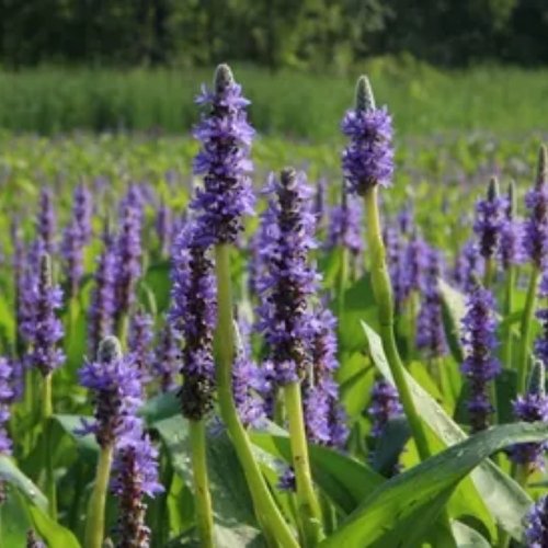 Pickerel Weed - Image 3