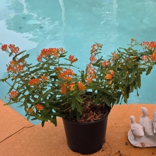 Orange Butterfly Milkweed