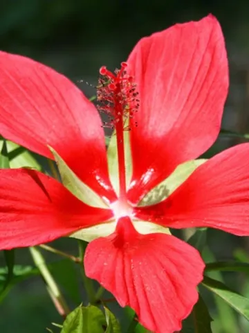 Red Follower