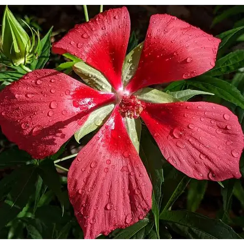 Swamp Hibiscus, Hibiscus coccineus