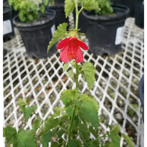 Fairy Hibiscus,Hibiscus poeppigii