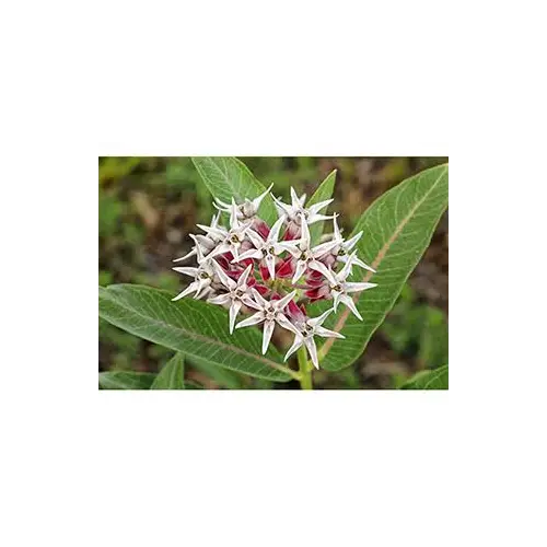 Snowy milkweed, Aquatic milkweed, or Swamp milkweed - Image 2