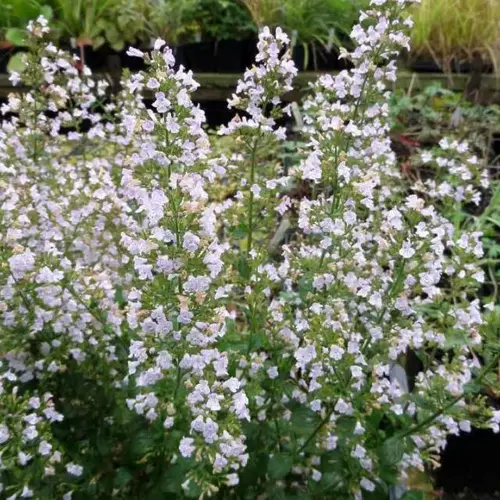 Calamint, Calamintha nepeta