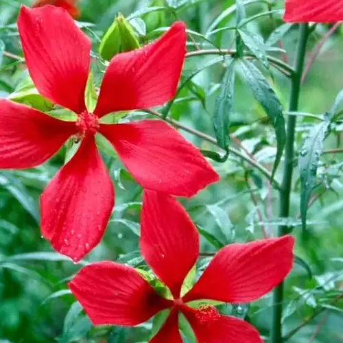 Swamp Hibiscus, Hibiscus coccineus - Image 3