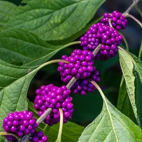 Beauty Berry, Callicarpa americana