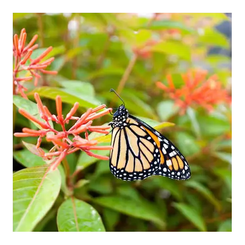 Firebush, Hamelia patens