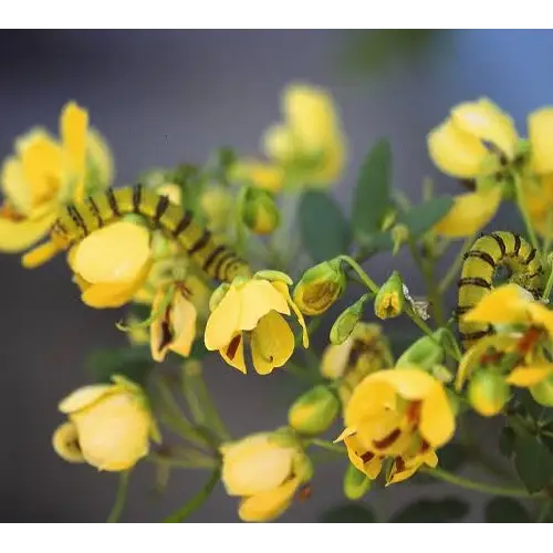 Bahama cassia senna