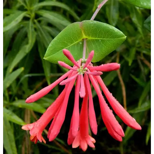 Coral Honeysuckle, Lonicera sempervirens