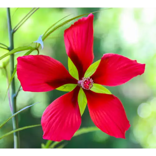 Swamp Hibiscus, Hibiscus coccineus - Image 3