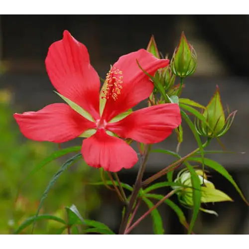Swamp Hibiscus, Hibiscus coccineus