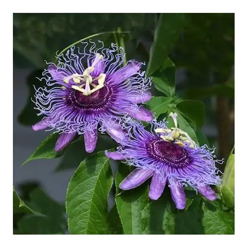 Purple Passion Vine, Passiflora incarnata