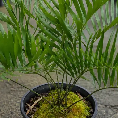 Coontie, Zamia integrifolia