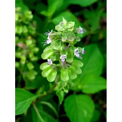 Wild Sweet Basil