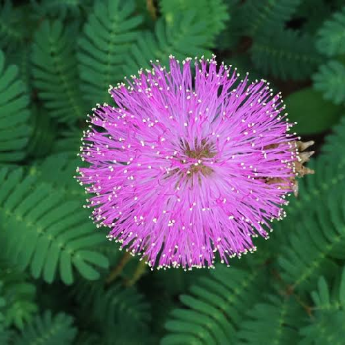 Sunshine Mimosa, Mimosa strigillosa
