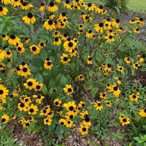 Black-eyed Susans