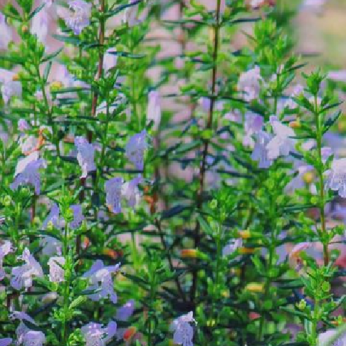 Large Flower False Rosemary, Condradina grandiflora