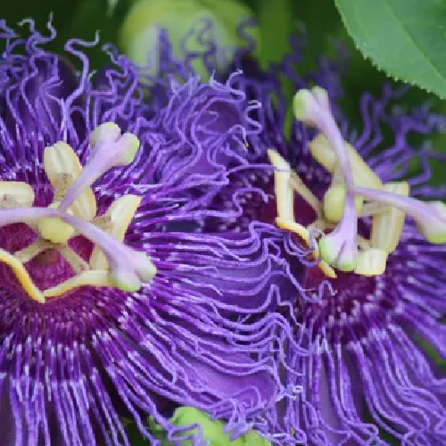 Purple Passion vine, Passiflora incarnata