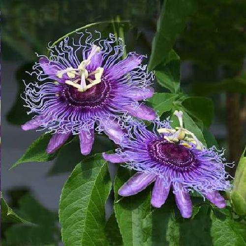 Purple Passion vine, Passiflora incarnata - Image 2