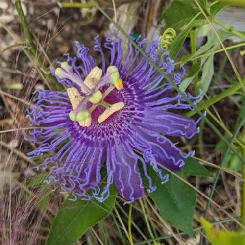 Purple Passion vine, Passiflora incarnata - Image 3