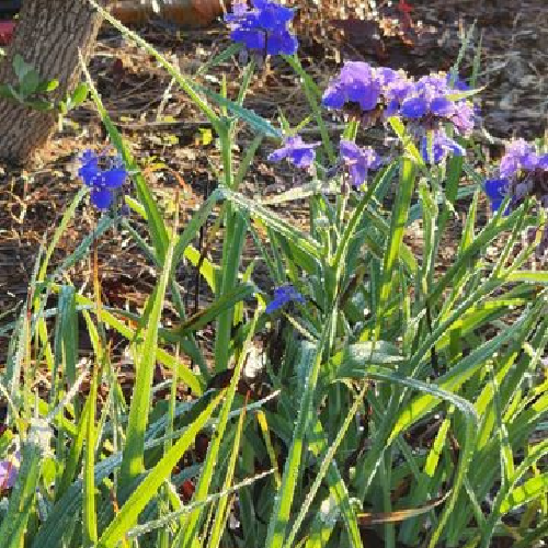 Spiderwort, Tradenscantia ohiensis