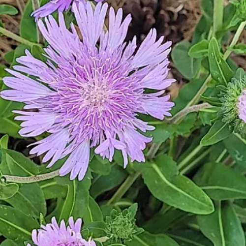 Stoke's Aster, Stokesia laevis