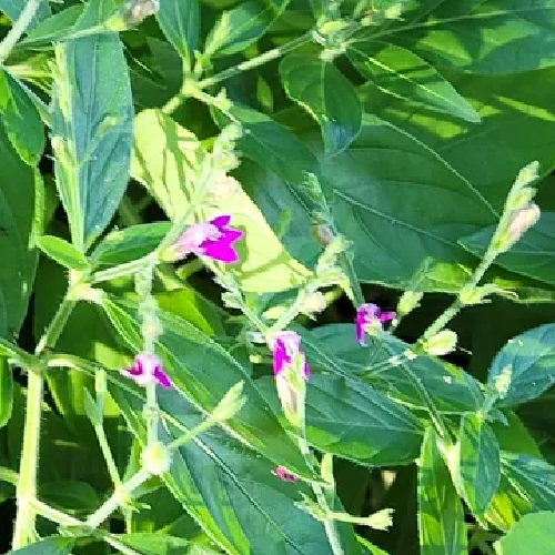Cooley' Water willow, Justicia Pringlei