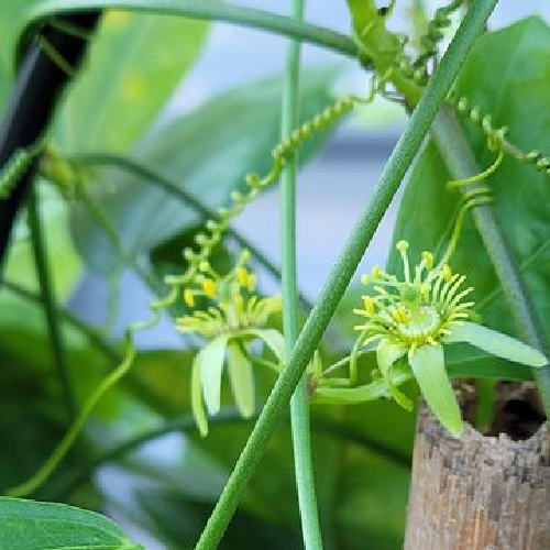 Corky Stem Passion Vine