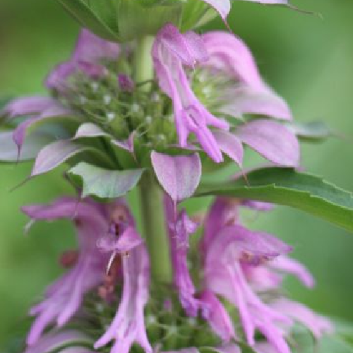 Dotted Horsemint, Monarda punctata