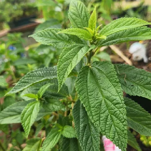 False Nettles