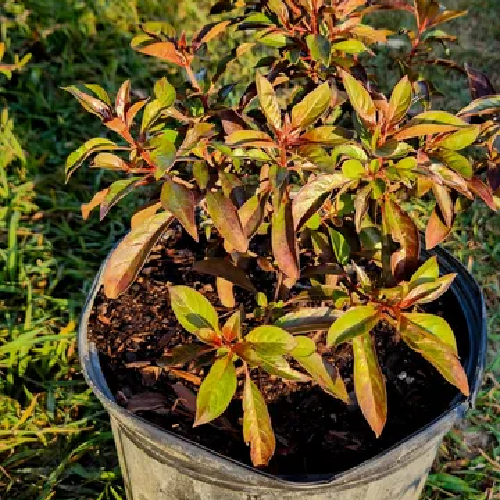 Firebush, var. Calusa