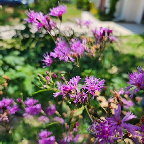 Giant Ironweed, Veronia gigantea