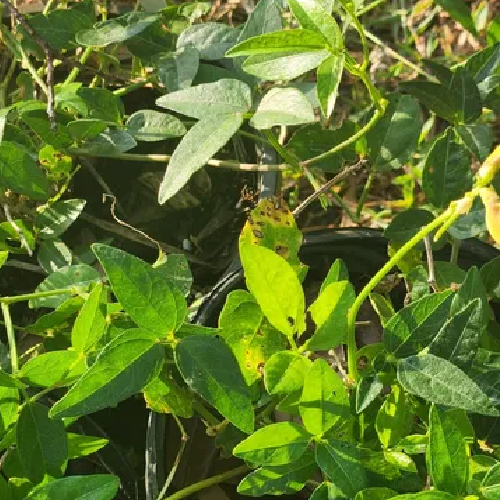 Hairy Cowpea, Vigna lutea