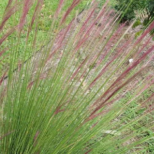 Muhly Grass, Muhlenbergia capillaris