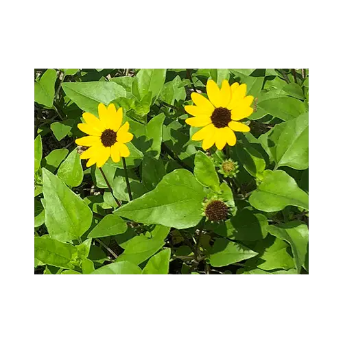 West Coast Dune Sunflower, Helianthus deblis, subsp. vestitus