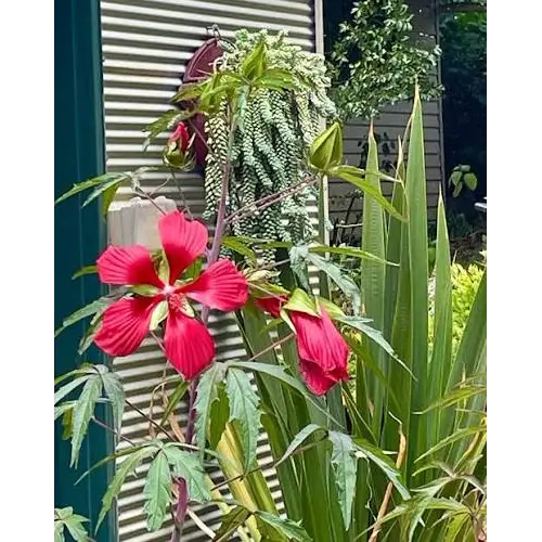 Swamp Hibiscus, Hibiscus coccineus - Image 2