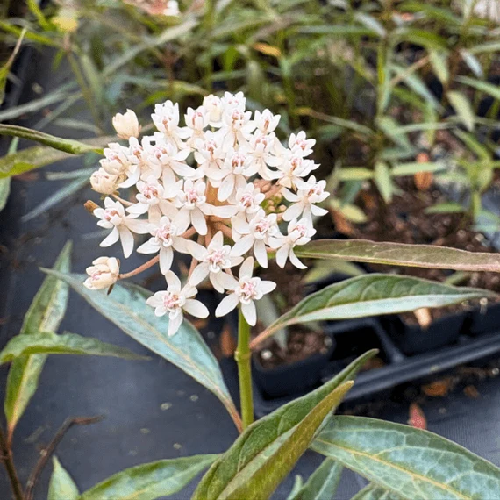 Snowy White Milkweed