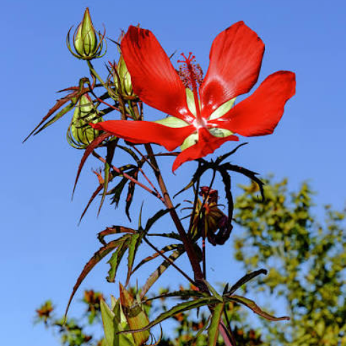 Hibiscus coccineas