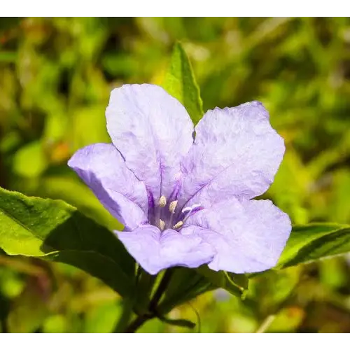 Wild Petunia, Ruellia caroliniensis