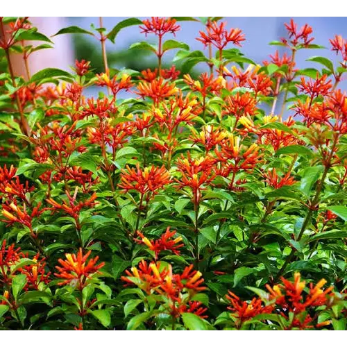 Firebush, Hamelia patens, var. calusa