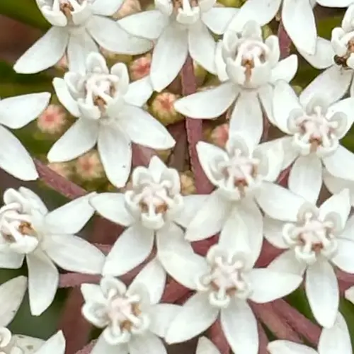 Snowy milkweed, Aquatic milkweed, or Swamp milkweed - Image 3
